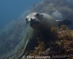 Sea lion resting for a scarce moment at the Midriff Islands by Ellen Cuylaerts 